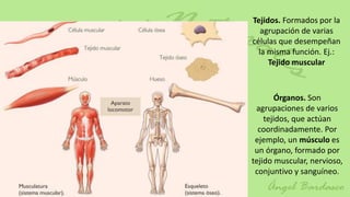 Tejidos. Formados por la
   agrupación de varias
células que desempeñan
  la misma función. Ej.:
     Tejido muscular



       Órganos. Son
 agrupaciones de varios
    tejidos, que actúan
  coordinadamente. Por
 ejemplo, un músculo es
 un órgano, formado por
tejido muscular, nervioso,
 conjuntivo y sanguíneo.
 
