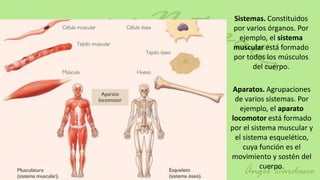 Sistemas. Constituidos
por varios órganos. Por
  ejemplo, el sistema
muscular está formado
por todos los músculos
      del cuerpo.

 Aparatos. Agrupaciones
 de varios sistemas. Por
   ejemplo, el aparato
locomotor está formado
por el sistema muscular y
 el sistema esquelético,
    cuya función es el
movimiento y sostén del
          cuerpo.
 