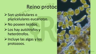 Reino protoctistas
 Son unicelulares o
  pluricelulares eucariotas.
 No poseen tejidos.
 Los hay autótrofos y
  heterótrofos.
 Incluye las algas y los
  protozoos.
 