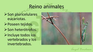 Reino animales
Son pluricelulares
 eucariotas.
Poseen tejidos.
Son heterótrofos.
Incluye todos los
 vertebrados y los
 invertebrados.
 