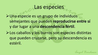 Las especies
Una especie es un grupo de individuos
 semejantes que pueden reproducirse entre sí
 y dar lugar a una descendencia fértil.
Los caballos y los burros son especies distintas
 que pueden cruzarse, pero su descendencia es
 estéril.
 