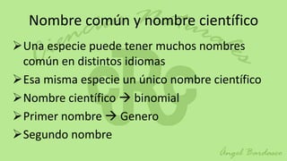 Nombre común y nombre científico
Una especie puede tener muchos nombres
 común en distintos idiomas
Esa misma especie un único nombre científico
Nombre científico  binomial
Primer nombre  Genero
Segundo nombre
 