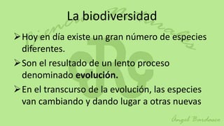 La biodiversidad
Hoy en día existe un gran número de especies
 diferentes.
Son el resultado de un lento proceso
 denominado evolución.
En el transcurso de la evolución, las especies
 van cambiando y dando lugar a otras nuevas
 