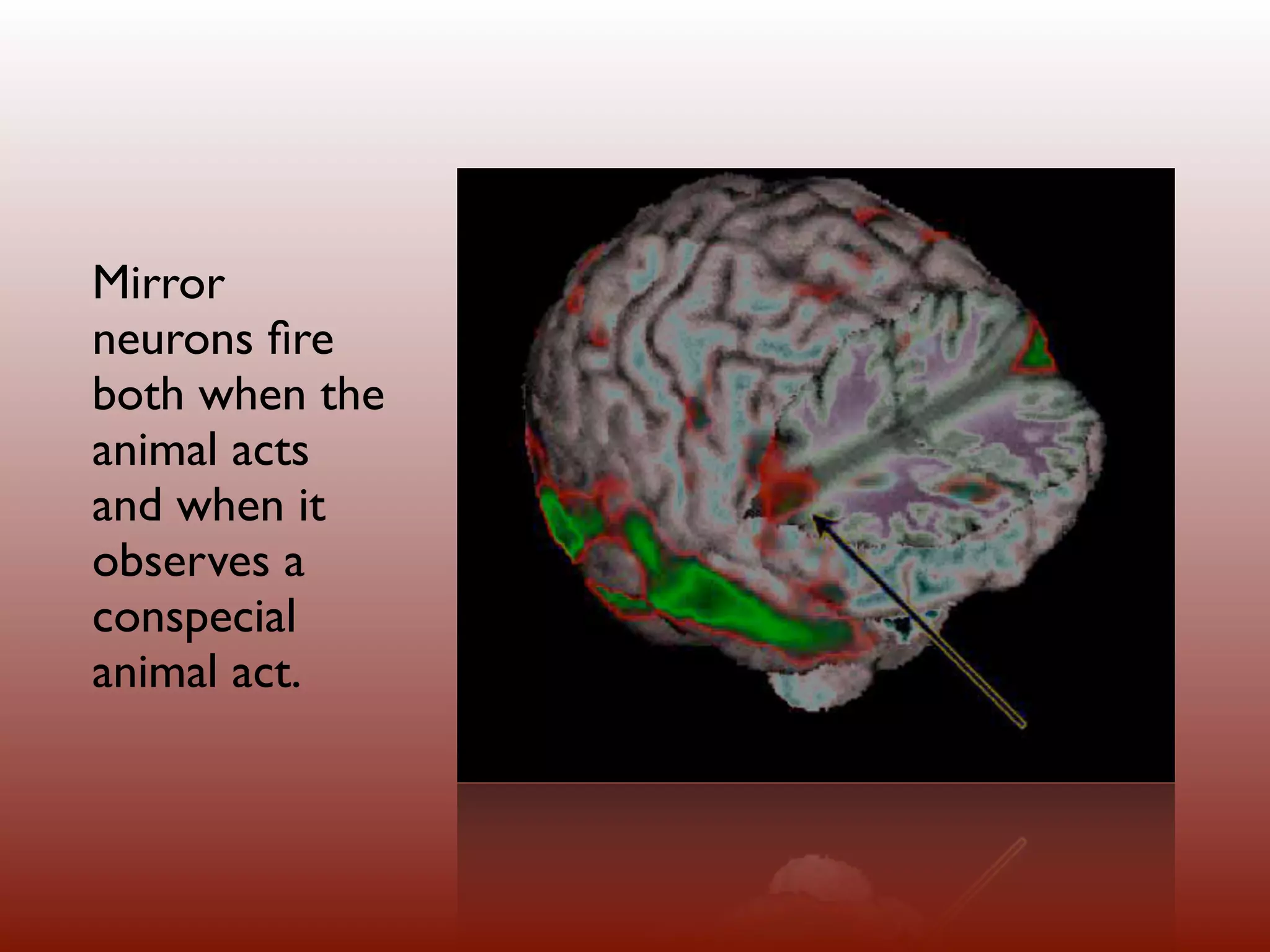 Mirror
neurons ﬁre
both when the
animal acts
and when it
observes a
conspecial
animal act.
 