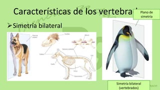 Características de los vertebrados         Plano de
                                             simetría

Simetría bilateral




                            Simetría bilateral
                              (vertebrados)
 
