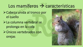 Los mamíferos  características
Cabeza unida al tronco por
 el cuello
La columna vertebral se
 prolonga en la cola
Únicos vertebrados con
 orejas
 