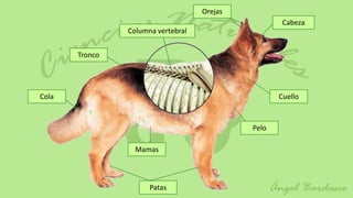 Orejas
                                                     Cabeza
                Columna vertebral


       Tronco




Cola                                                Cuello



                                             Pelo

                  Mamas



                      Patas
 