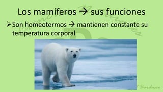 Los mamíferos  sus funciones
Son homeotermos  mantienen constante su
 temperatura corporal
 