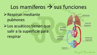 Los mamíferos  sus funciones
Respiran mediante
 pulmones
Los acuáticos tienen que
 salir a la superficie para
 respirar
 