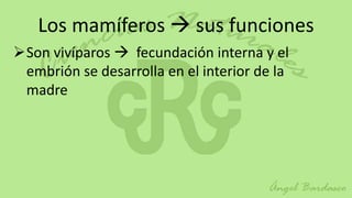Los mamíferos  sus funciones
Son vivíparos  fecundación interna y el
 embrión se desarrolla en el interior de la
 madre
 