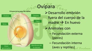 Ovípara
                                                               Desarrollo embrión
           El huevo de las aves y los reptiles


 Chalaza                                          Cáscara
                                                                fuera del cuerpo de la
Yema
                                                     Clara
                                                                madre  En huevo
                                                               Animales con
                                                                 – Fecundación externa
                                                                   (peces)
                                                                 – Fecundación interna
   Disco                                         Membrana de
germinativo                                       la cáscara       (aves y reptiles)
 