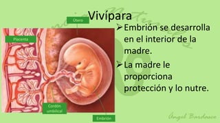 Útero   Vivípara
                                          Embrión se desarrolla
Placenta                                   en el interior de la
                                           madre.
                                          La madre le
                                           proporciona
                                           protección y lo nutre.
            Cordón
           umbilical
                                Embrión
 