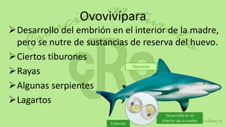 Ovovivípara
Desarrollo del embrión en el interior de la madre,
 pero se nutre de sustancias de reserva del huevo.
Ciertos tiburones
                             Tiburones
Rayas
Algunas serpientes
Lagartos
                                       Desarrollo en el
                                     interior de la madre
                        Embrión
 