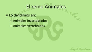 El reino Animales
Lo dividimos en:
  – Animales Invertebrados
  – Animales Vertebrados
 