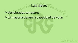 Las aves
Vertebrados terrestres
La mayoría tienen la capacidad de volar
 