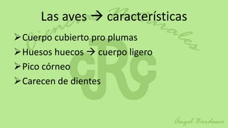 Las aves  características
Cuerpo cubierto pro plumas
Huesos huecos  cuerpo ligero
Pico córneo
Carecen de dientes
 