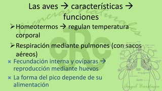 Las aves  características 
                funciones
Homeotermos  regulan temperatura
 corporal
Respiración mediante pulmones (con sacos
 aéreos)
 Fecundación interna y ovíparas 
  reproducción mediante huevos
 La forma del pico depende de su
  alimentación
 