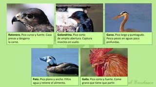 Ratonero. Pico curvo y fuerte. Caza    Golondrina. Pico corto                Garza. Pico largo y puntiagudo.
presas y desgarra                      de amplia abertura. Captura           Pesca peces en aguas poco
la carne.                              insectos en vuelo.                    profundas.




                   Pato. Pico plano y ancho. Filtra       Gallo. Pico corto y fuerte. Come
                   agua y retiene el alimento.            grano que tiene que partir.
 