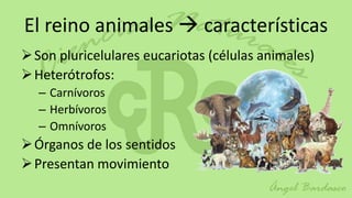 El reino animales  características
 Son pluricelulares eucariotas (células animales)
 Heterótrofos:
   – Carnívoros
   – Herbívoros
   – Omnívoros
 Órganos de los sentidos
 Presentan movimiento
 