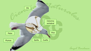 Ala




                             Columna
                             vertebral



  Patas                           Pico


Plumas          Quilla   Cuello
 