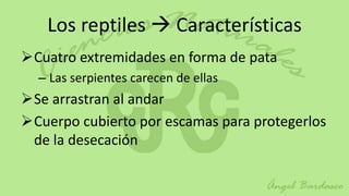 Los reptiles  Características
Cuatro extremidades en forma de pata
  – Las serpientes carecen de ellas
Se arrastran al andar
Cuerpo cubierto por escamas para protegerlos
 de la desecación
 