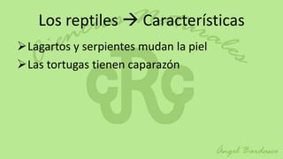 Los reptiles  Características
Lagartos y serpientes mudan la piel
Las tortugas tienen caparazón
 