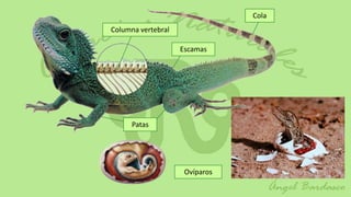Cola
Columna vertebral

                    Escamas




      Patas




                     Ovíparos
 