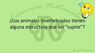 ¿Los animales invertebrados tienen
alguna estructura que los “sujete”?
 