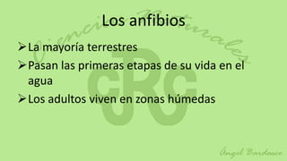 Los anfibios
La mayoría terrestres
Pasan las primeras etapas de su vida en el
 agua
Los adultos viven en zonas húmedas
 