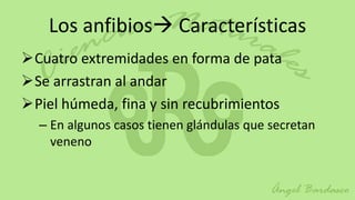 Los anfibios Características
Cuatro extremidades en forma de pata
Se arrastran al andar
Piel húmeda, fina y sin recubrimientos
  – En algunos casos tienen glándulas que secretan
    veneno
 