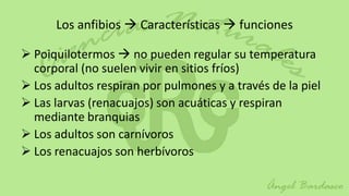 Los anfibios  Características  funciones

 Poiquilotermos  no pueden regular su temperatura
  corporal (no suelen vivir en sitios fríos)
 Los adultos respiran por pulmones y a través de la piel
 Las larvas (renacuajos) son acuáticas y respiran
  mediante branquias
 Los adultos son carnívoros
 Los renacuajos son herbívoros
 
