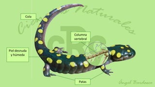 Cola




                  Columna
                  vertebral


Piel desnuda
 y húmeda




                     Patas
 