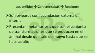 Los anfibios Características  funciones

Son ovíparos con fecundación externa e
 interna
Presentan metamorfosis que son el conjunto
 de transformaciones que se producen en el
 animal desde que sale del huevo hasta que se
 hace adulto
 