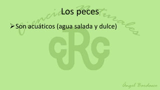 Los peces
Son acuáticos (agua salada y dulce)
 