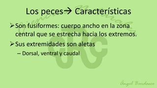 Los peces Características
Son fusiformes: cuerpo ancho en la zona
 central que se estrecha hacia los extremos.
Sus extremidades son aletas
  – Dorsal, ventral y caudal
 