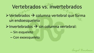 Vertebrados vs. invertebrados
Vertebrados  columna vertebral que forma
 un endoesqueleto
Invertebrados  sin columna vertebral:
  – Sin esqueleto
  – Con exoesqueleto
 