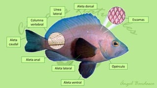 Aleta dorsal
                         Línea
                        lateral
            Columna                                                  Escamas
            vertebral



 Aleta
caudal



         Aleta anal
                                                          Opérculo
                         Aleta lateral



                                  Aleta ventral
 
