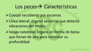 Los peces Características
Cuerpo recubierto por escamas
Línea lateral: órgano sensorial que detecta
 vibraciones del medio
Vejiga natatoria: órgano en forma de bolsa
 que llenan de aire para controlar su
 profundidad
 