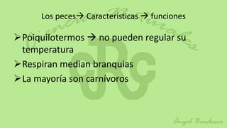 Los peces Características  funciones

Poiquilotermos  no pueden regular su
 temperatura
Respiran median branquias
La mayoría son carnívoros
 