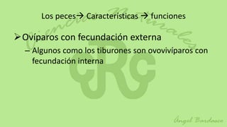 Los peces Características  funciones

Ovíparos con fecundación externa
  – Algunos como los tiburones son ovovivíparos con
    fecundación interna
 