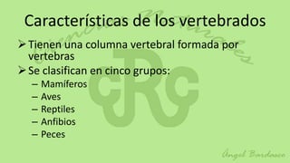 Características de los vertebrados
 Tienen una columna vertebral formada por
  vertebras
 Se clasifican en cinco grupos:
  –   Mamíferos
  –   Aves
  –   Reptiles
  –   Anfibios
  –   Peces
 