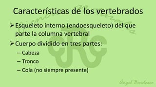 Características de los vertebrados
Esqueleto interno (endoesqueleto) del que
 parte la columna vertebral
Cuerpo dividido en tres partes:
  – Cabeza
  – Tronco
  – Cola (no siempre presente)
 