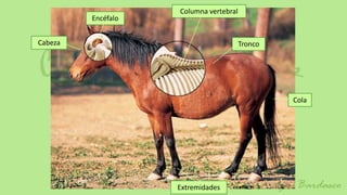 Columna vertebral
         Encéfalo


Cabeza                                  Tronco




                                                 Cola




                    Extremidades
 