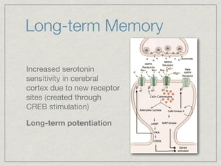 Long-term Memory

Increased serotonin
sensitivity in cerebral
cortex due to new receptor
sites (created through
CREB stimulation)

Long-term potentiation
 