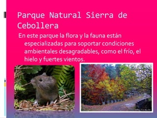 Parque Natural Sierra de 
Cebollera 
En este parque la flora y la fauna están 
especializadas para soportar condiciones 
ambientales desagradables, como el frío, el 
hielo y fuertes vientos. 
 