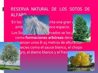 RESERVA NATURAL DE LOS SOTOS DE 
ALFARO 
En los Sotos se representa una gran variedad de 
ambientes en muy poco espacio. 
Los Sotos mejor conservados se los presentan 
como formaciones arbóreas densas que 
alcanzan unos 8-15 metros de altura con 
especies como el sauce blanco, el chopo 
negro, el álamo blanco y el fresno. 
 