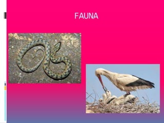 FAUNA 
 