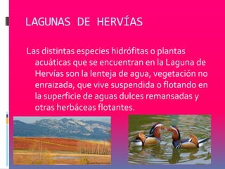 LAGUNAS DE HERVÍAS 
Las distintas especies hidrófitas o plantas 
acuáticas que se encuentran en la Laguna de 
Hervías son la lenteja de agua, vegetación no 
enraizada, que vive suspendida o flotando en 
la superficie de aguas dulces remansadas y 
otras herbáceas flotantes. 
 