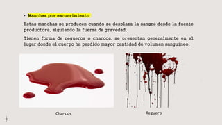• Manchas por escurrimiento
Estas manchas se producen cuando se desplaza la sangre desde la fuente
productora, siguiendo la fuerza de gravedad.
Tienen forma de regueros o charcos, se presentan generalmente en el
lugar donde el cuerpo ha perdido mayor cantidad de volumen sanguíneo.
Charcos Reguero
 
