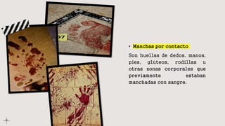 • Manchas por contacto
Son huellas de dedos, manos,
pies, glúteos, rodillas u
otras zonas corporales que
previamente estaban
manchadas con sangre.
 